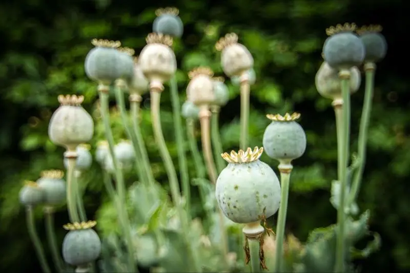 Opium withdrawal and treatment